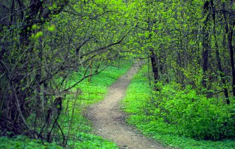 Forest Trail. 스톡 사진