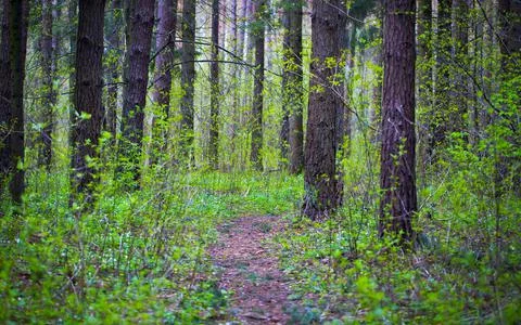 Forest Trail. 스톡 사진