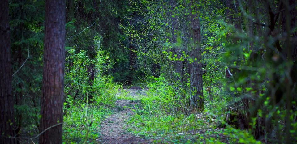 Forest Trail. 스톡 사진
