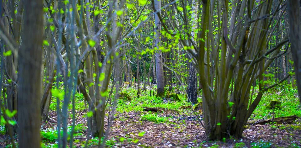 Forest Trail. Foto stock