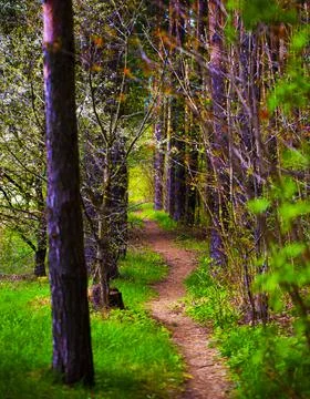 Forest Trail. Foto stock