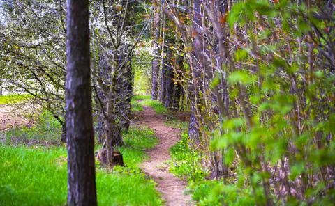Forest Trail. Stock Photos