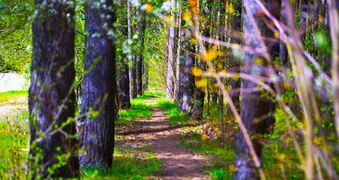 Forest Trail. Stock Photos