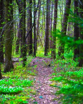Forest Trail. Foto stock