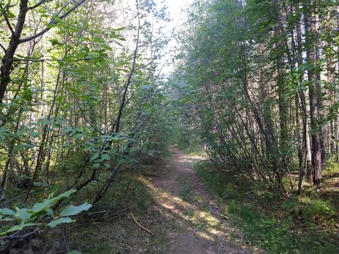 Forest trail Stock Photos