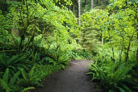 Forest Trail Foto stock