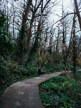 Forest trail Stock Photos