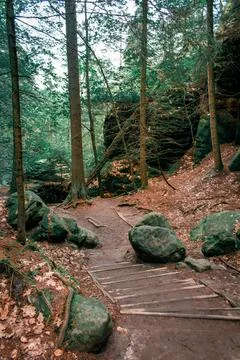 A forest trail 스톡 사진