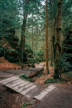 A forest trail Foto stock