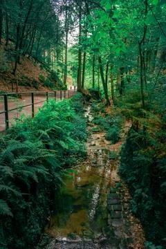 A forest trail 스톡 사진
