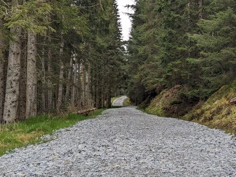 Forest Trail Stock Photos