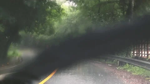 Forest trail in the rainy day Stock Footage 200172288