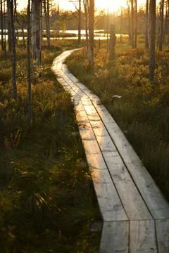 Forest trail in the reserve 스톡 사진