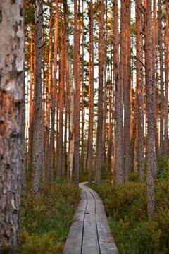 Forest trail in the reserve 스톡 사진