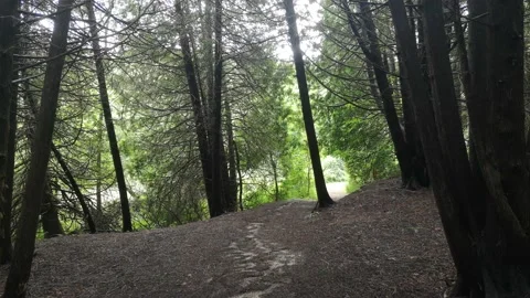 A FOREST TRAIL REST STOP VIEW Видео 136607328