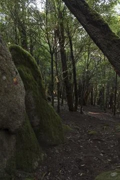 Forest trail with right path marking sign painted on rock Stock Photos