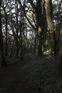 Forest trail with right path marking sign on tree trunk Stock Photos