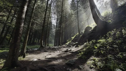 Forest trail with rocks and roots and bright sun shining through the leaves Stock Footage 285716972