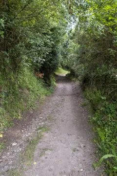 Forest trail scene. Forest path on the Camino de Santiago Stock-Fotos