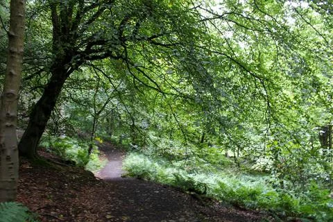 A Forest Trail in Scotland Stock Photos