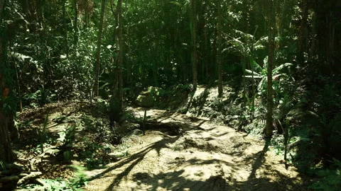 Forest trail serenity. Winding dirt path beneath expansive oak branches Stock Footage 341577172