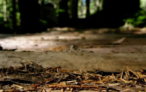 Forest Trail Shallow Depth of Field Stock Photos