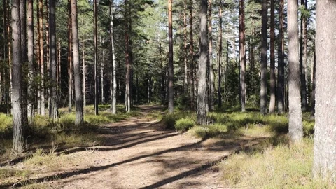 Forest trail small pan to the left Video stock 305567278
