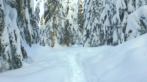 Forest trail snow Stock Footage 72134039