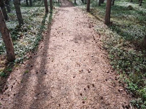 Forest trail in sprue tree forest in sunshine Foto stock