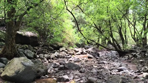 Forest Trail Stream Jungle Hiking Adventure Stock Footage 341017780