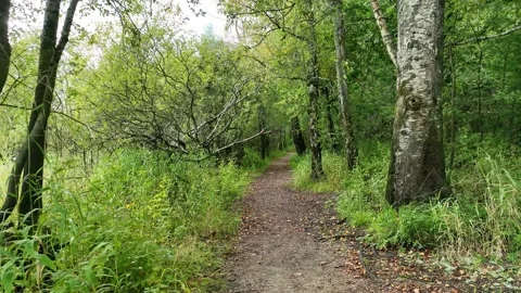 Forest trail in summer Stock Footage 213847289