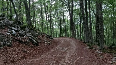 Forest trail in summer 스톡 동영상 247190507