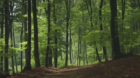 Forest trail in summer sunset. Calm wind. Fixed camera Stock Footage 203950017