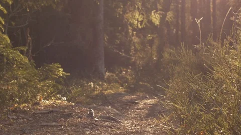 Forest Trail In Sunset 動画素材 97654004