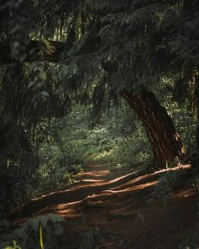 Forest trail at sunset. Volume shadows, sunlight through the trees. Processing Stock Photos
