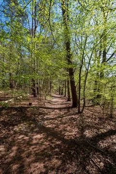 Forest trail in the sunshine. Stock Photos