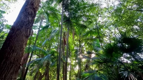 Forest Trail Surrounded by Dense Greenery – Australia Stock Footage 311585638