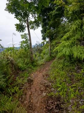 Forest Trail Surrounded by Lush Greenery Stock Photos