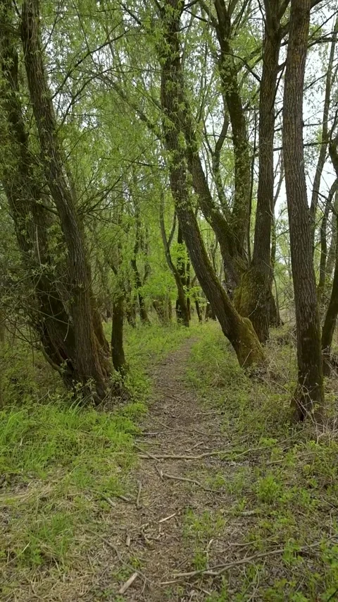Forest trail surrounded by tall trees with mossy trunks Stock Footage 336538838