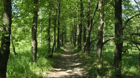 Forest trail surrounded by tall trees with green foliage Stock Footage 340943316
