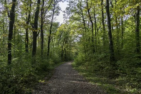 Forest trail surrounded by tall trees and lush green foliage in early autumn 스톡 사진