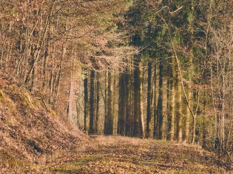 Forest trail surrounded by trees and leaves near Amorbach, Germany Stock Photos