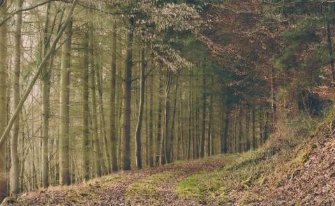 Forest trail surrounded by trees an leaves near Amorbach, Germany Stock Photos