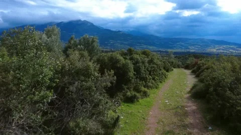Forest Trail Surrounded by Trees with Mountain Background Stock Footage 303564732