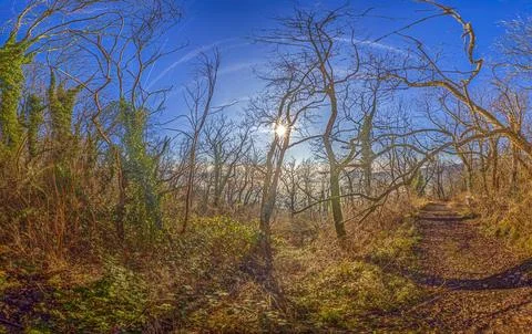 A forest trail surrounded by winter trees and sunlight breaking through the.. Stock-Fotos