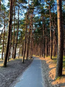 Forest trail with tall pine trees and blue sky above Stock Photos