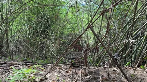 Forest Trail Through Dense Bamboo and Tree in countryside of Kampong Chhnang 動画素材 336781831