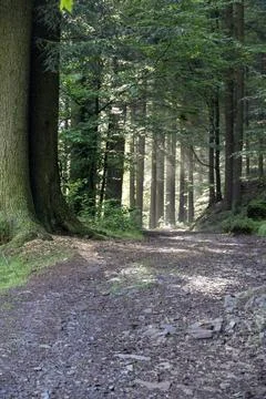 Forest trail through dense green woods on a quiet summer day Stock Photos
