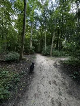 Forest trail through dense green woodland at golden hour with small black dog Stock Photos