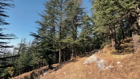 Forest Trail Through Dense Pine Trees on Mountain Slope Stock Footage 326053931